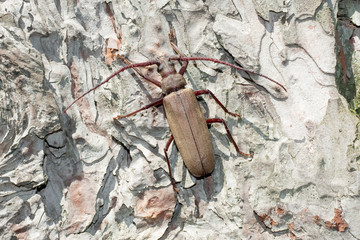 Grain Support Beetle / Megopsis scabricornis