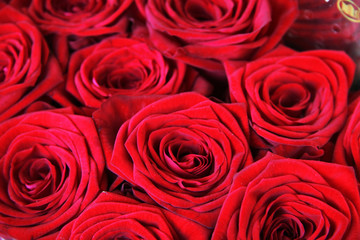 Rote Rosenblütenblätter