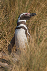 Magellan Penguin (Spheniscus magellanicus) in Patagonia