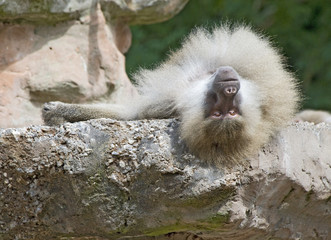 Adult Baboon Resting