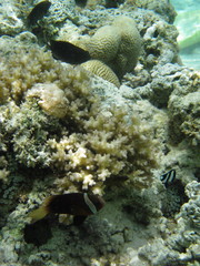 Fototapeta na wymiar Fish Anemone