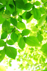 Green leaves