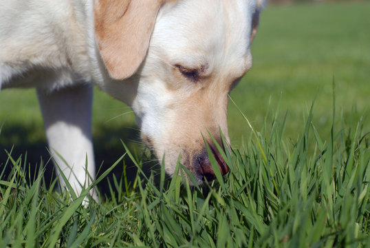 chien