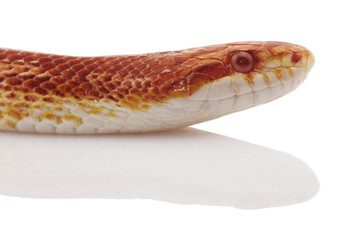 schlange snake 08