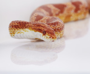 schlange snake 09