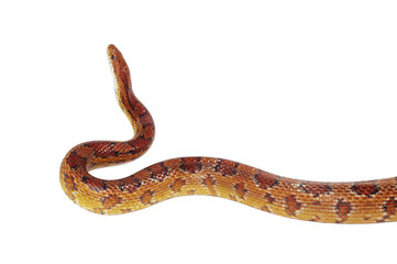 schlange snake 15