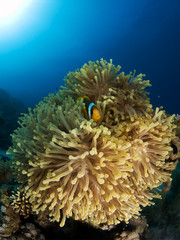 Fototapeta na wymiar tropical anemonefish