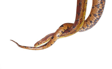 schlange snake 20