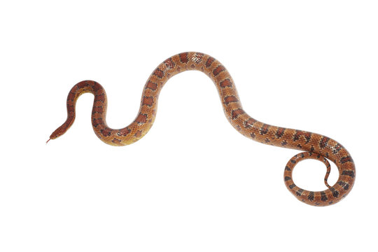 schlange snake 12