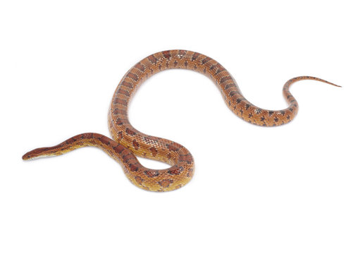 schlange snake 16