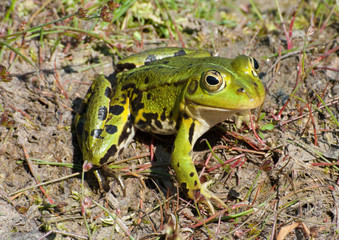 green frog