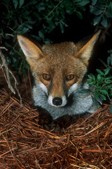 Fototapeta premium portrait of a fox