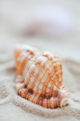 seashell background