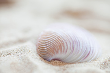 seashell background