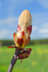 Horse-chestnut's spring bud (Aesculus hippocastanum)