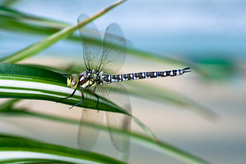 dragonfly