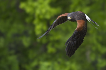 fliegender Wüstenbussard / grüner Hintergrund