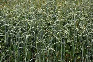 spighe verdi di grano tenero in pieno campo #2