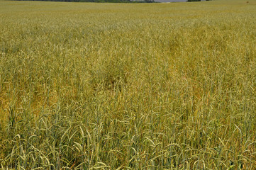distesa di grano verde nella pianura tedesca