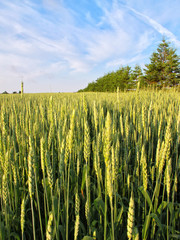 Grain Field