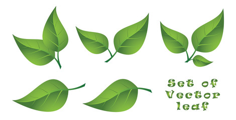Set of Vector Leaf
