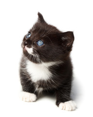 kitten