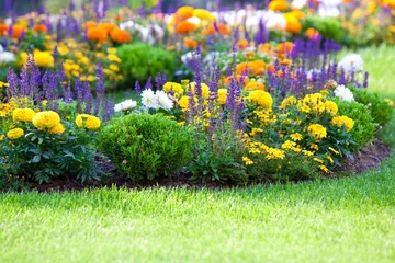 Crédence de cuisine en verre imprimé Fleurs Parterre de fleurs multicolores sur une pelouse