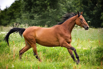 Hannoveraner horse walking on grass field