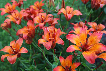 Orange lilies in garden