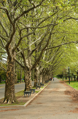 Trees in urban park