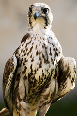 Saker Falcon (Falco cherrug)