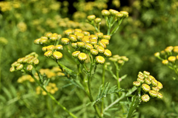 La menthe-coq ou grande balsamite