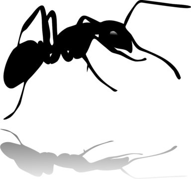 Ant Silhouette Vector With Shadow