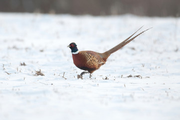 ring necked pheasant in snow covered field