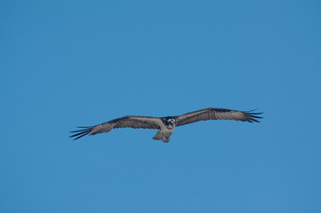 Osprey in flight