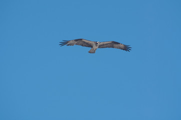 Osprey in flight