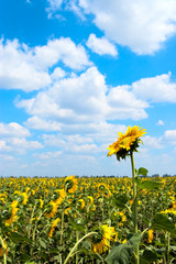 Sunflower field