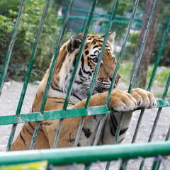 tiger