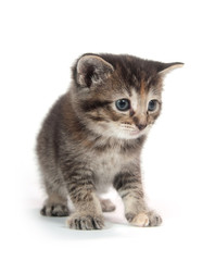 Cute tabby kitten standing on white