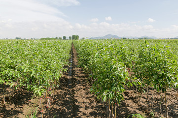 Fototapeta na wymiar Rolnictwo w dolinie Padu