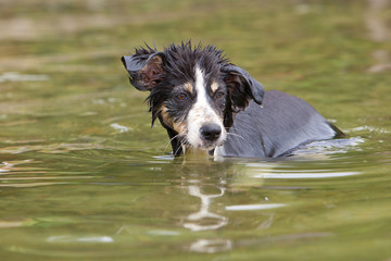 Bordercollie im Wasser