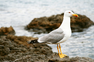 Seagull on rocks by the sea