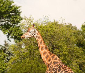 Giraffe