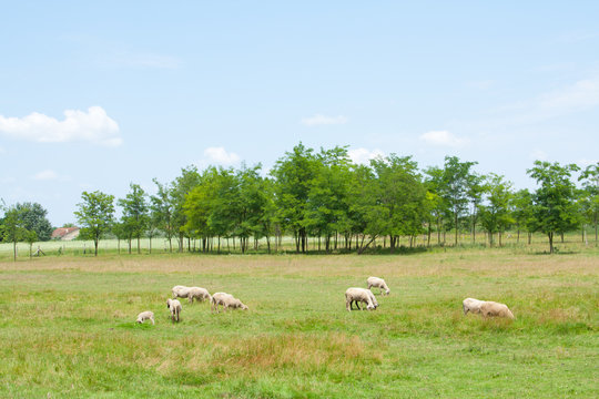 Field with sheep
