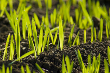 Young seeding growing, farming
