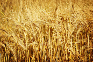 wheat background