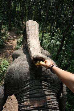 Thailand Elephants