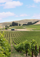 Vineyard hill in napa valley