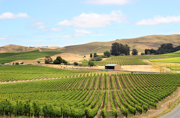 Scene of vineyard field in napa valley