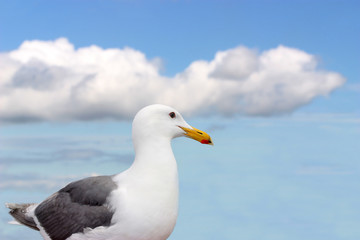 Beautiful white seagull under blue sky